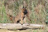 MALINOIS 258